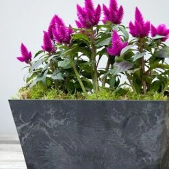 Balcony Trough Ella Black H17Cm D37Cm 5 Balcony Trough Ella Black H17Cm D37Cm -Bloom Haven Herbaceous Perennials Deals Store 107823 1