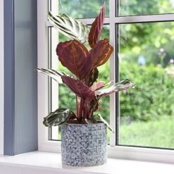 Terni Planter Denim D20Cm H18Cm -Bloom Haven Herbaceous Perennials Deals Store 159384 1