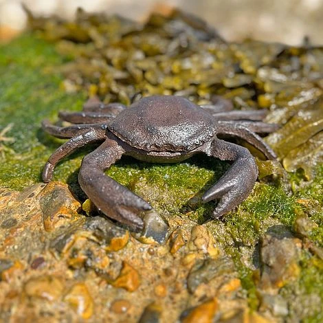 Crab Garden Ornament In Cast Iron 2 Crab Garden Ornament In Cast Iron - Image 2