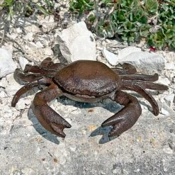 Crab Garden Ornament In Cast Iron 14 Crab Garden Ornament In Cast Iron -Bloom Haven Herbaceous Perennials Deals Store 2873 6