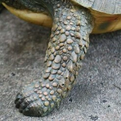 Large Tortoise Garden Animal Ornament 8 Large Tortoise Garden Animal Ornament -Bloom Haven Herbaceous Perennials Deals Store 3617 3