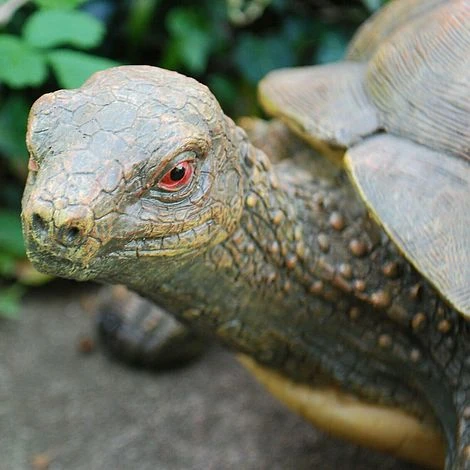 Large Tortoise Garden Animal Ornament 5 Large Tortoise Garden Animal Ornament - Image 5