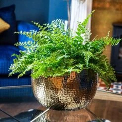 Hammered Bowl Gold/Black 30Cm 9 Hammered Bowl Gold/Black 30Cm -Bloom Haven Herbaceous Perennials Deals Store AC30G 3