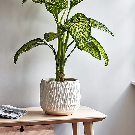 Arles Leaf Embossed White Planter H20Cm W22Cm 2 Arles Leaf Embossed White Planter H20Cm W22Cm - Image 2