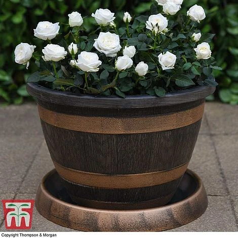 Wooden Barrel Effect Pot & Saucer 3 Wooden Barrel Effect Pot & Saucer - Image 3