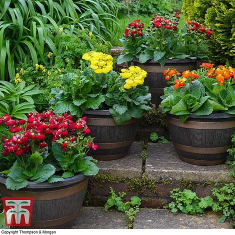 Wooden Barrel Effect Pot & Saucer 4 Wooden Barrel Effect Pot & Saucer - Image 4