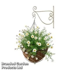 Large Hanging Basket Kits -Bloom Haven Herbaceous Perennials Deals Store BASK LARGECREA B