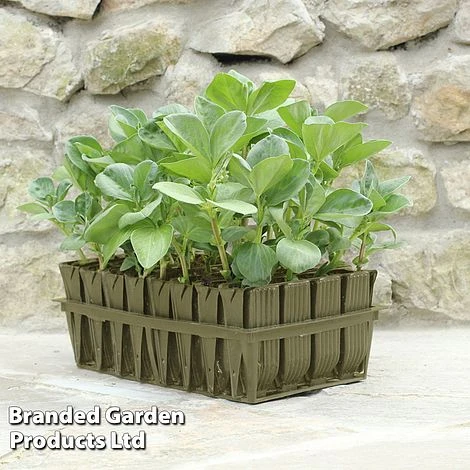 Deep Root Trainers 1 Deep Root Trainers