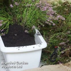 Ericaceous Compost 7 Ericaceous Compost -Bloom Haven Herbaceous Perennials Deals Store COMP ERICACEOUS L35278