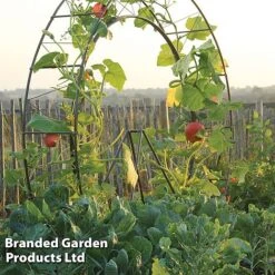 Circular Plant Growing Frame -Bloom Haven Herbaceous Perennials Deals Store FRAM LONDONEYE S41918