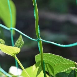 Garden Gear Pea & Bean Tunnel 1.8 X 1.8m 7 Garden Gear Pea & Bean Tunnel 1.8 X 1.8m -Bloom Haven Herbaceous Perennials Deals Store G4460 PEATUNNEL 3