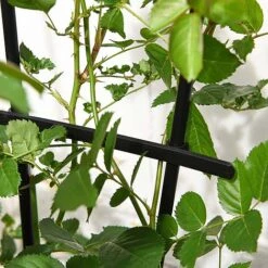 Garden Gear 1.2-Metre Fan Trellis -Bloom Haven Herbaceous Perennials Deals Store G447320TREL FANGARDEN203202000x2000