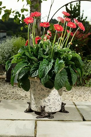 Antique Bronze Coloured German Shepherd Potty Feet - Plant Pot Feet 1 Antique Bronze Coloured German Shepherd Potty Feet - Plant Pot Feet