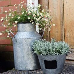 Galvanised Milk Churn H42cm -Bloom Haven Herbaceous Perennials Deals Store GMC42 2