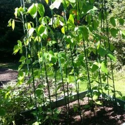 Easy Grow Runner Bean Frame & Climbing Plant Support Trellis - 0.75 X 1.2 X 2.4m H