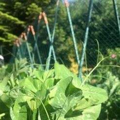 Easy Grow Pea Frame & Climbing Plant Support Trellis - 0.75 X 1.2 X 1m H -Bloom Haven Herbaceous Perennials Deals Store GSK2259HDPIC7