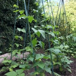 Bean Buddy Heavy Duty Runner Bean Grow Frame - 0.75 X 1.2 X 2.4m H -Bloom Haven Herbaceous Perennials Deals Store GSK2260HDPIC1