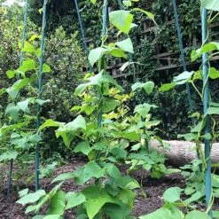 Bean Buddy Heavy Duty Runner Bean Grow Frame - 0.75 X 1.2 X 2.4m H -Bloom Haven Herbaceous Perennials Deals Store GSK2260HDPIC2