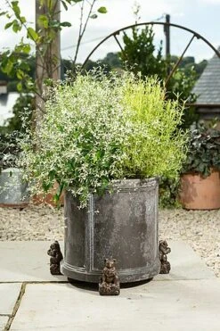 Antique Bronze Coloured Koala Potty Feet - Plant Pot Feet 9 Antique Bronze Coloured Koala Potty Feet - Plant Pot Feet -Bloom Haven Herbaceous Perennials Deals Store KOALA20 20OUTDOOR20POT20 20PF0090