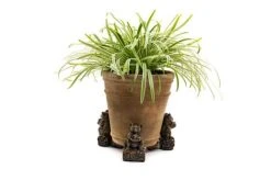 Antique Bronze Coloured Koala Potty Feet - Plant Pot Feet 13 Antique Bronze Coloured Koala Potty Feet - Plant Pot Feet -Bloom Haven Herbaceous Perennials Deals Store KOALA20 20POT20 20PF0090