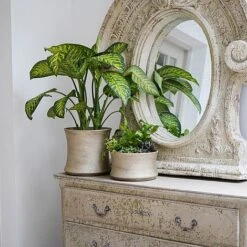 Luxe Bowl White Gold H14CM D24CM 7 Luxe Bowl White Gold H14CM D24CM -Bloom Haven Herbaceous Perennials Deals Store LBWG24 3