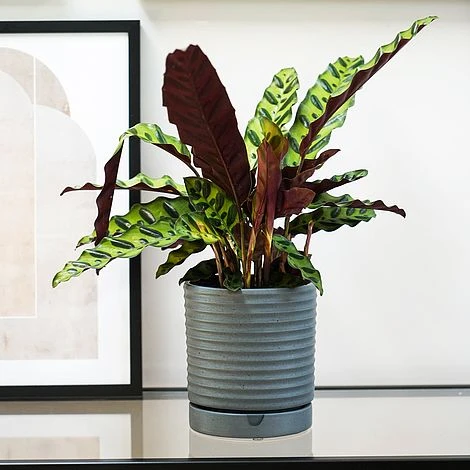 Luna Stoneware Planter & Saucer Grey H20CM D18CM 2 Luna Stoneware Planter & Saucer Grey H20CM D18CM - Image 2