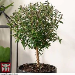 Myrtus Communis Stem - Gift -Bloom Haven Herbaceous Perennials Deals Store MYRT KB3776 B1
