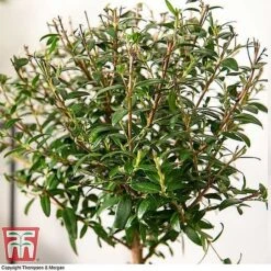Myrtus Communis Stem - Gift -Bloom Haven Herbaceous Perennials Deals Store MYRT KB3776 C1