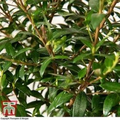 Myrtus Communis Stem - Gift -Bloom Haven Herbaceous Perennials Deals Store MYRT KB3776 D1