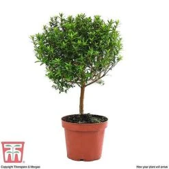 Myrtus Communis Stem - Gift -Bloom Haven Herbaceous Perennials Deals Store MYRT KB3776 E1
