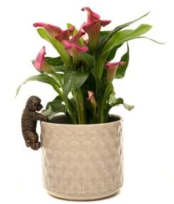 Antique Bronze Coloured Cockapoo Pot Buddy - Pot Hanger -Bloom Haven Herbaceous Perennials Deals Store PB002420CROPPED20COCKAPOO20POT20BUDDY202