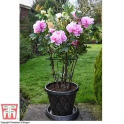 Peony & Herbaceous Plant Frame -Bloom Haven Herbaceous Perennials Deals Store PEON KA9263 D