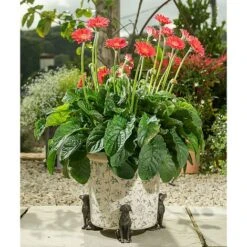 Antique Bronze Coloured Sitting Labrador Potty Feet - Plant Pot Feet 11 Antique Bronze Coloured Sitting Labrador Potty Feet - Plant Pot Feet -Bloom Haven Herbaceous Perennials Deals Store PF0006 10 new