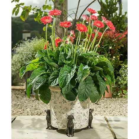 Antique Bronze Coloured Sitting Labrador Potty Feet - Plant Pot Feet 3 Antique Bronze Coloured Sitting Labrador Potty Feet - Plant Pot Feet - Image 3