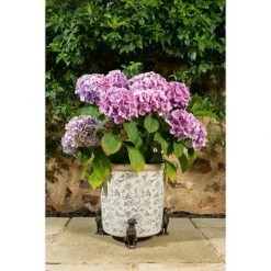 Antique Bronze Coloured Sitting Labrador Potty Feet - Plant Pot Feet 14 Antique Bronze Coloured Sitting Labrador Potty Feet - Plant Pot Feet -Bloom Haven Herbaceous Perennials Deals Store PF0006 7 new