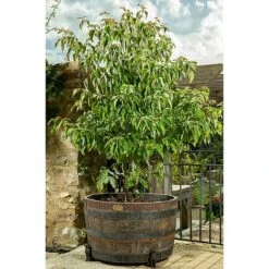 Antique Bronze Coloured Sitting Labrador Potty Feet - Plant Pot Feet 16 Antique Bronze Coloured Sitting Labrador Potty Feet - Plant Pot Feet -Bloom Haven Herbaceous Perennials Deals Store PF0006 9 new