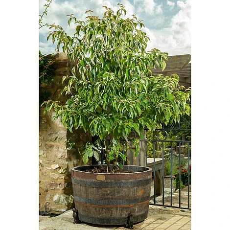 Antique Bronze Coloured Sitting Labrador Potty Feet - Plant Pot Feet 8 Antique Bronze Coloured Sitting Labrador Potty Feet - Plant Pot Feet - Image 8