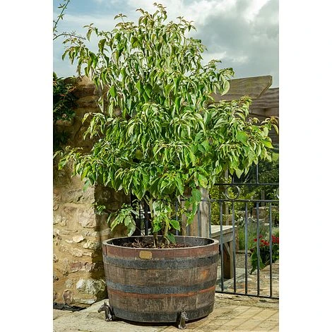 Antique Bronze Coloured Horse Potty Feet - Plant Pot Feet 6 Antique Bronze Coloured Horse Potty Feet - Plant Pot Feet - Image 6