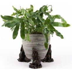 Antique Bronze Coloured Moongazing Hare Potty Feet - Plant Pot Feet 11 Antique Bronze Coloured Moongazing Hare Potty Feet - Plant Pot Feet -Bloom Haven Herbaceous Perennials Deals Store PF0057 4 new