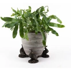 Antique Bronze Coloured Aylesbury Duck Potty Feet - Plant Pot Feet 9 Antique Bronze Coloured Aylesbury Duck Potty Feet - Plant Pot Feet -Bloom Haven Herbaceous Perennials Deals Store PF0077 3 new