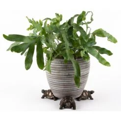 Antique Bronze Coloured Tortoise Potty Feet - Plant Pot Feet -Bloom Haven Herbaceous Perennials Deals Store PF0084 4 new