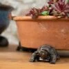 Antique Bronze Coloured Tortoise Potty Feet - Plant Pot Feet