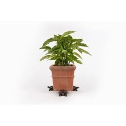 Antique Bronze Coloured Tortoise Potty Feet - Plant Pot Feet -Bloom Haven Herbaceous Perennials Deals Store PF0084 9 new