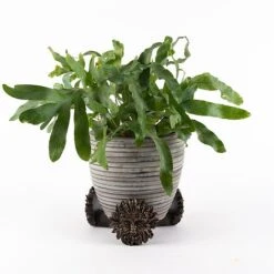Antique Bronze Coloured Green Man Potty Feet - Plant Pot Feet