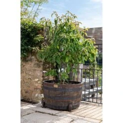 Antique Bronze Coloured Sitting Lion Potty Feet - Plant Pot Feet 11 Antique Bronze Coloured Sitting Lion Potty Feet - Plant Pot Feet -Bloom Haven Herbaceous Perennials Deals Store PF0094 3 new