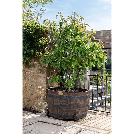 Antique Bronze Coloured Sitting Lion Potty Feet - Plant Pot Feet 5 Antique Bronze Coloured Sitting Lion Potty Feet - Plant Pot Feet - Image 5