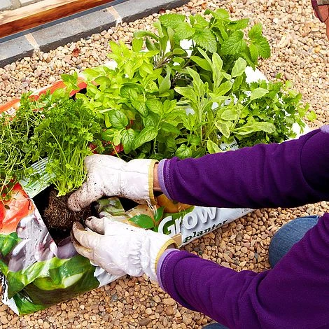 RHS SylvaGrow Peat-free Planter For Organic Growing 1 RHS SylvaGrow Peat-free Planter For Organic Growing