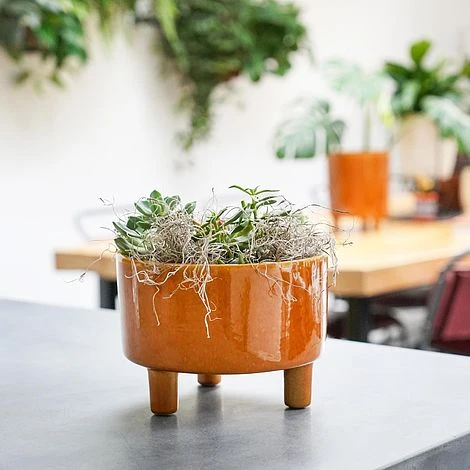 Pisa Mustard Bowl H14Cm D19Cm 2 Pisa Mustard Bowl H14Cm D19Cm - Image 2