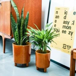 Pisa Mustard Planter H19Cm D16Cm -Bloom Haven Herbaceous Perennials Deals Store PMP19 2