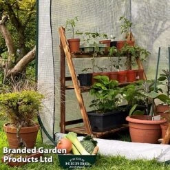 Medium Poly Pop Up (with Door) 6 Medium Poly Pop Up (with Door) -Bloom Haven Herbaceous Perennials Deals Store POPU POLYMEDIU S41974